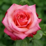 Smithfield Rose Hybrid Tea Rose 5lt