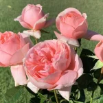 St Ursula Hybrid Tea Rose 5lt