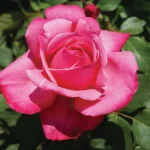 Stephanie de Monaco Hybrid Tea Rose 5lt