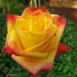 Sun City Hybrid Tea Rose 5lt