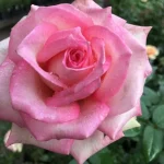 Table Mountain Hybrid Tea Rose 5lt