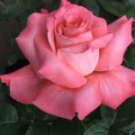 Touch of Class Hybrid Tea Rose 5lt