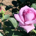 Twice in a Blue Moon Hybrid Tea Rose 5lt