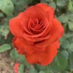UNISA 150 Mmabatho Hybrid Tea Rose 5lt