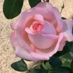 VLV Kaapland Hybrid Tea Rose 5lt