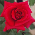 Vanessa Hybrid Tea Rose 5lt