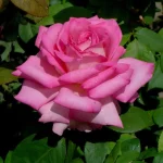 Vrouefederasie Roos Hybrid Tea Rose 5lt