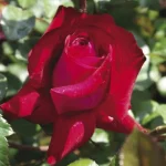 Wessie Roos Hybrid Tea Rose 5lt