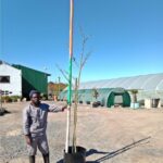 Vachellia Xanthophloea 60lt Common Name: Fever tree (English), Koorsboom, Acacia Xanthophloe