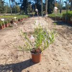 Gaura 'Sparkle White' 17cm Pot