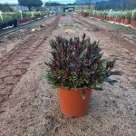 Gaura 'Belleza Dark Pink' 17cm Pot