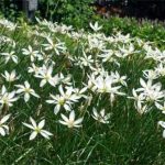 Zephyranthes (Rain Lily) 15cm Pot