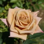 Brownie Hybrid Tea Rose 5lt