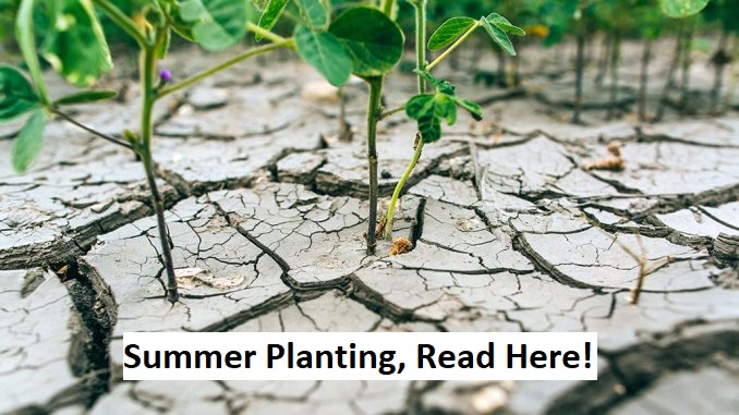 Summer planting blog post