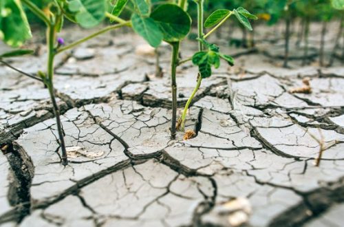 🌿 Is Planting in Summer a No-Go? The Truth Behind the Myth