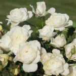 Rose 'Crystal Fairy'