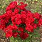 Rose 'Little Red Hedge'