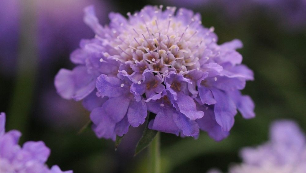 🌸 What to Plant in November, a guide from clicknplant nursery. A nursery near me