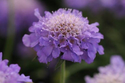 🌸 What to Plant in November, a guide from clicknplant nursery. A nursery near me